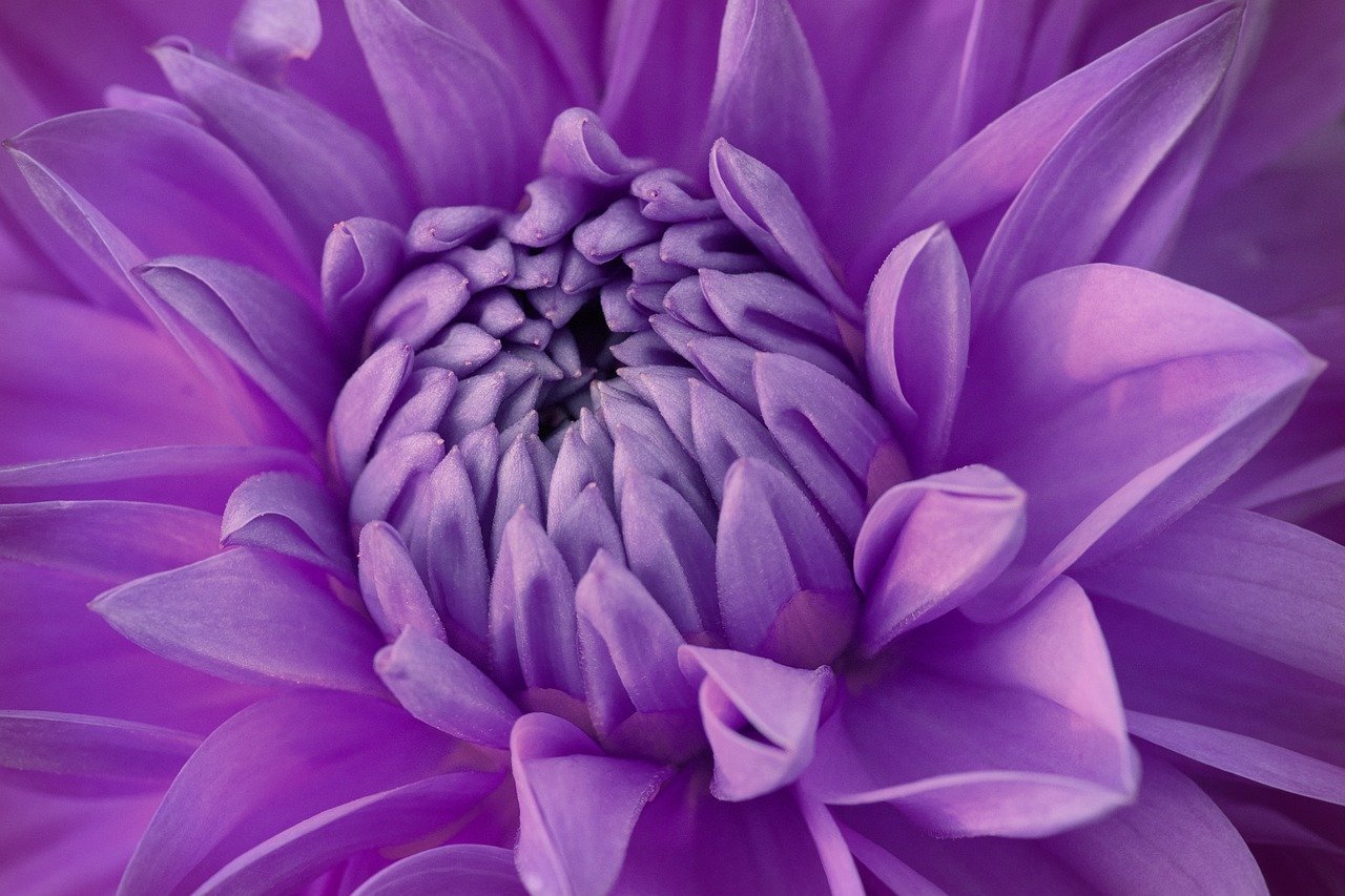 dahlia, lilac flower, purple flower-8209085.jpg