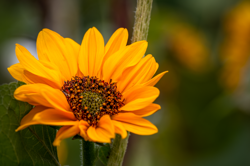 sunflower, flower, plant-8303394.jpg